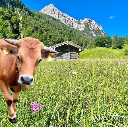 Sparfuchs - Fewo Resi Mittenwald Kültér fotó